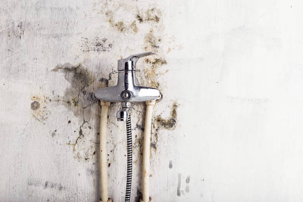 Best Toxic Mold Removal  in Jordan, NY