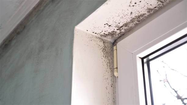 Best Local Mold Removal Service  in Jordan, NY