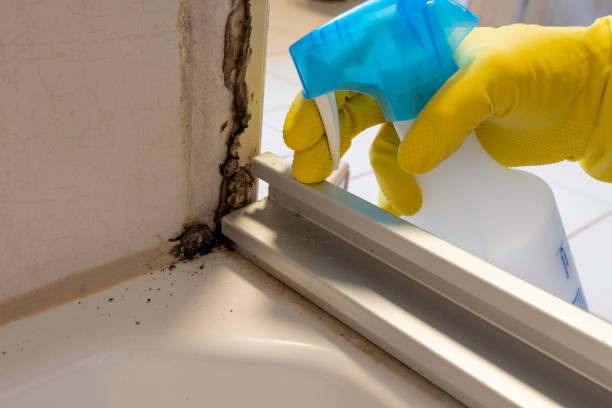 Best Commercial Mold Removal  in Jordan, NY