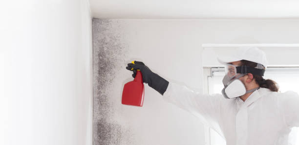 Professional Mold Removal in Jordan, NY