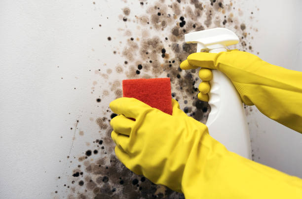 Best Affordable Mold Removal  in Jordan, NY