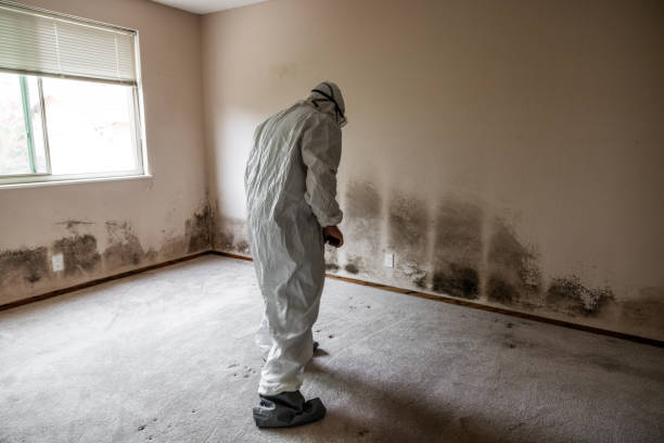 Attic Mold Removal in Jordan, NY