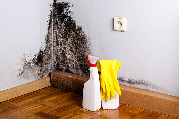 Home Mold Removal in Jordan, NY