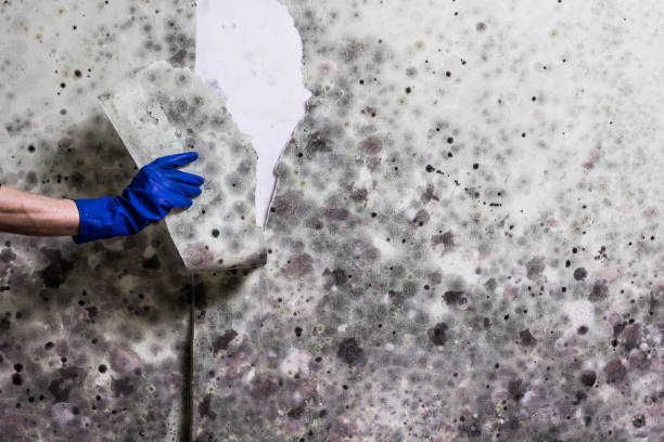 Best Certified Mold Removal  in Jordan, NY