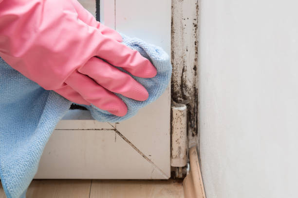 Best Mold Remediation Experts  in Jordan, NY